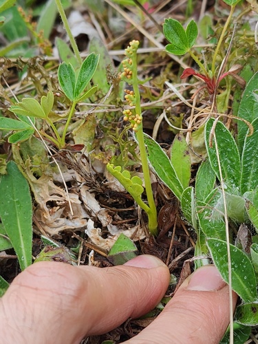 Botrychium tenebrosum (Botrychium tenebrosum)