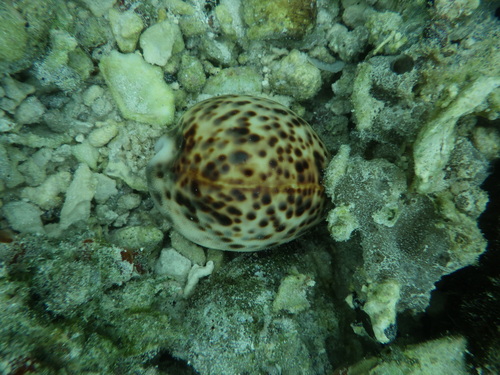 Cypraea tigris observed 2025-06-29