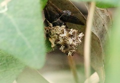 Callopistria flavitincta