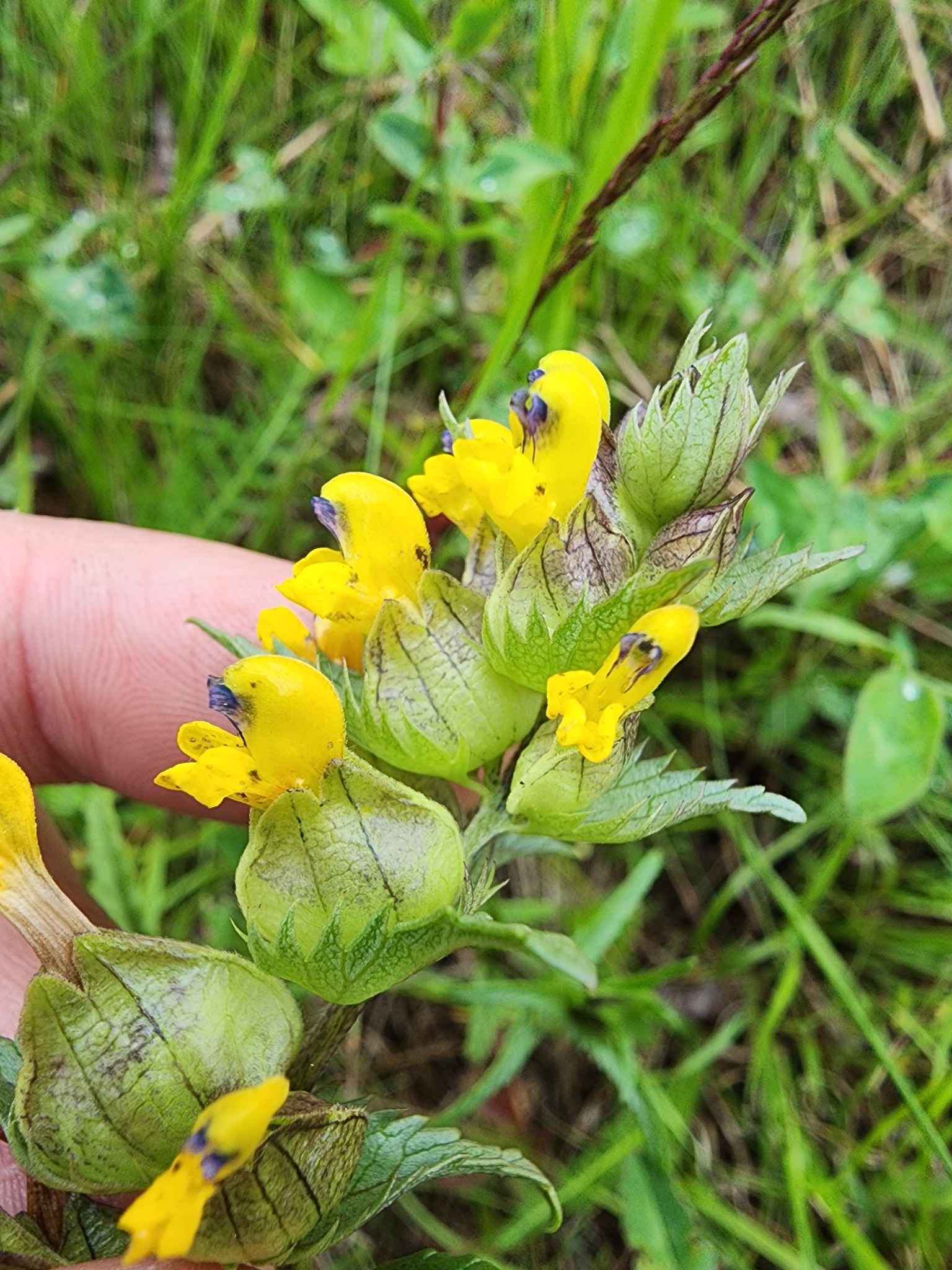 Rhinanthus minor ssp. minor