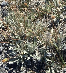 Raillardella argentea