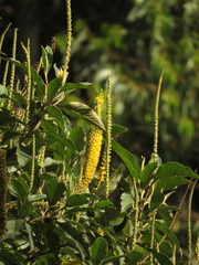 Abatia parviflora
