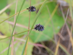Carex muricata