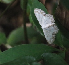 Scopula propinquaria