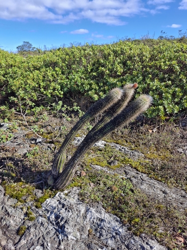 Arrojadoa luetzelburgii (Arrojadoa luetzelburgii)