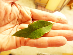 Malus × dawsoniana