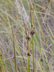 Juncus effusus