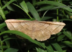 Entomogramma fautrix