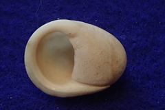 Nerita polita