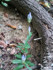 Gentiana austromontana