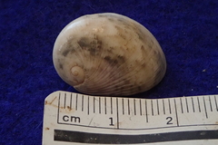 Nerita polita