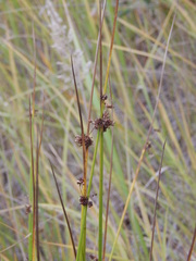 Juncus effusus