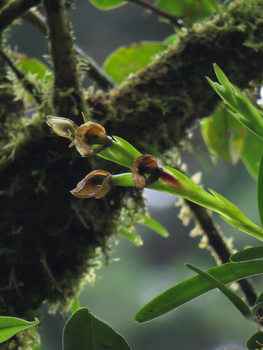 Epidendrum bilobatum Ames 4