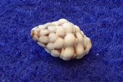 Morula uva