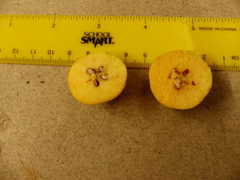Malus × dawsoniana