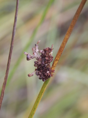 Juncus effusus