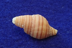 Turrilatirus turritus