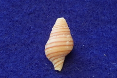 Turrilatirus turritus