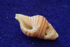 Turrilatirus turritus