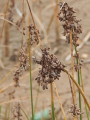 Schoenoplectus lacustris