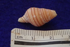 Turrilatirus turritus