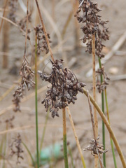 Schoenoplectus lacustris