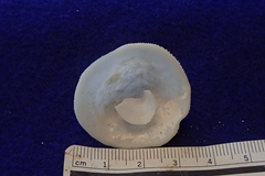 Cheilea equestris
