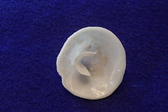Cheilea equestris