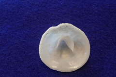 Cheilea equestris
