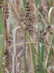 Schoenoplectus lacustris