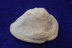 Cheilea equestris