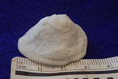 Cheilea equestris