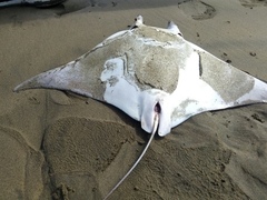 Mobula munkiana