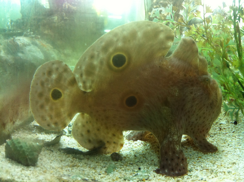 Ocellated frogfish (Fowlerichthys ocellatus) — Antennariidae