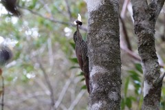 Lepidocolaptes souleyetii