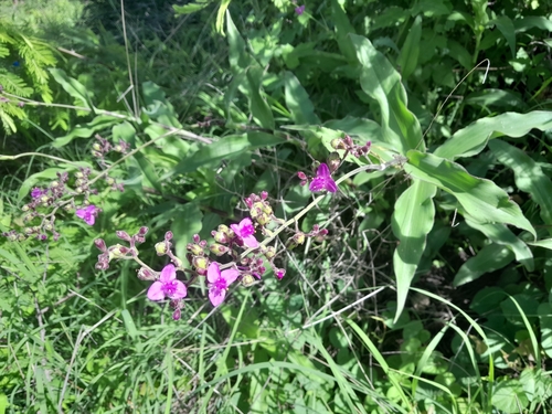 Thyrsanthemum floribundum, photograph 6