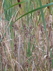 Schoenoplectus lacustris