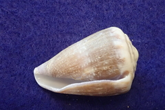 Conus rattus