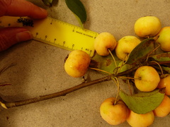 Malus × dawsoniana