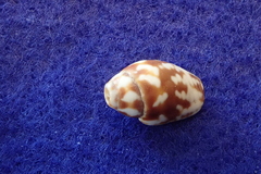 Mitra