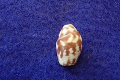 Mitra