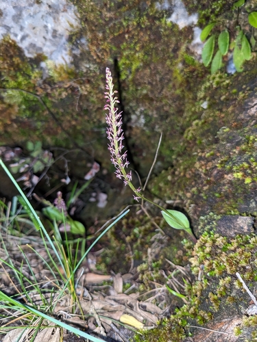 Ehrenberg's Adder's-mouth Orchid (Tamayorkis ehrenbergii)