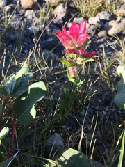 Castilleja parviflora oreopola