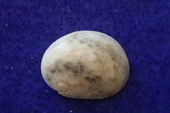 Nerita polita