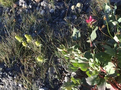 Castilleja parviflora oreopola