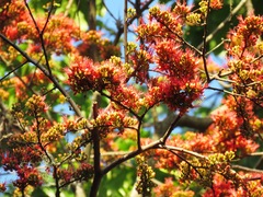 Angiospermae
