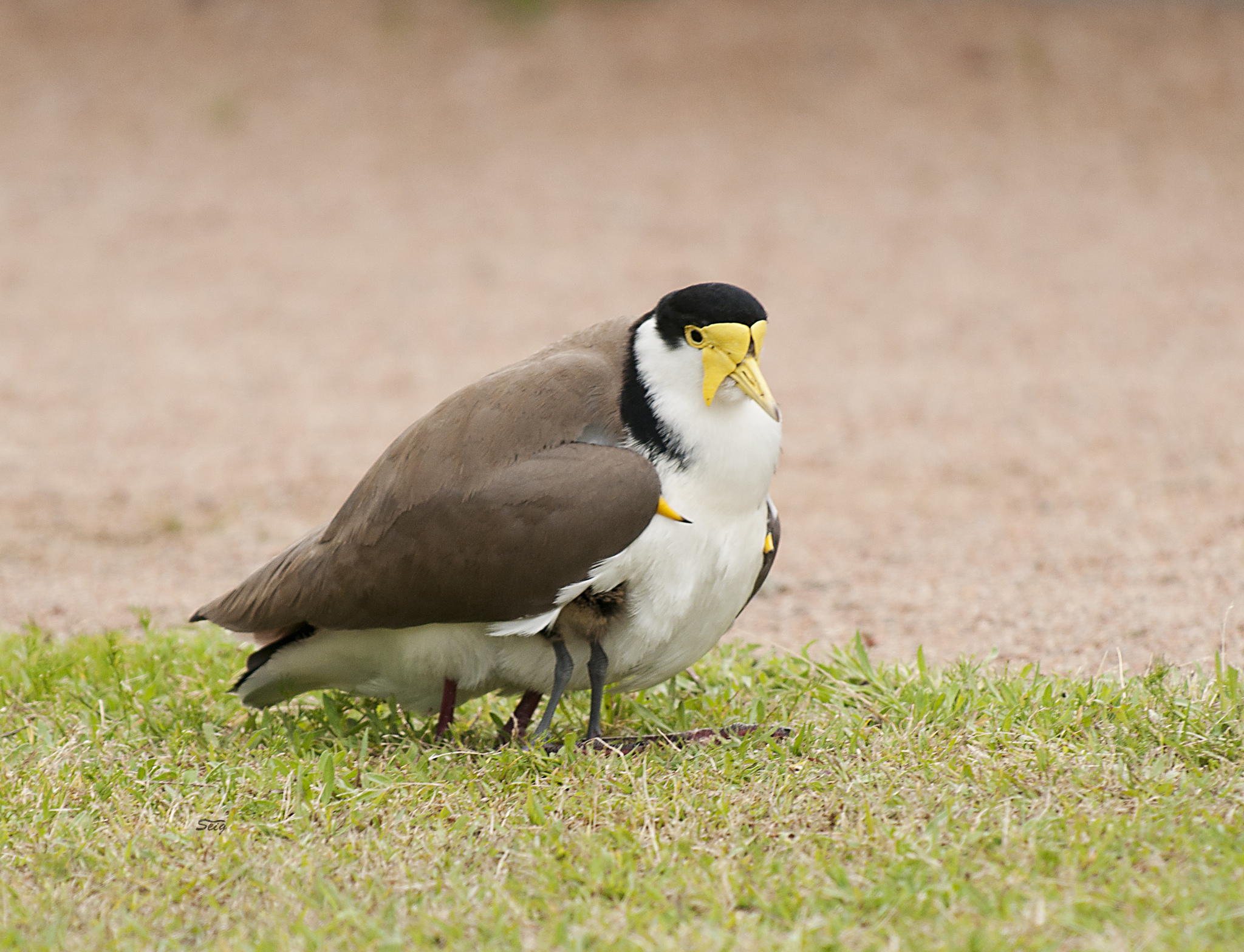 Masked Lapwing illustration