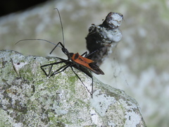Hemiptera
