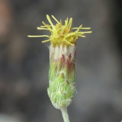Brickellia venosa