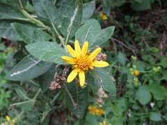 Verbesina sphaerocephala